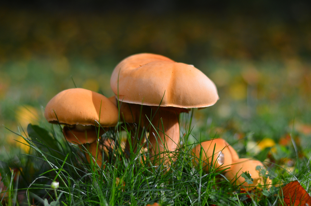 The magic of mushrooms